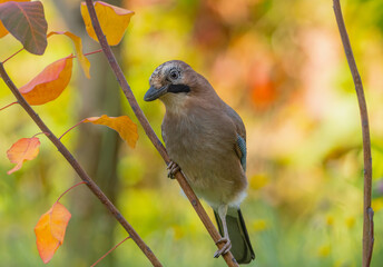 Bird jay close-up sitting on a branch among the red autumn leaves in the autumn forest