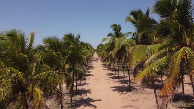 Maraca&iacute;pe porto de galinhas natal Rio Grande do Norte. Beautiful beach, palm trees in nordeste brasil