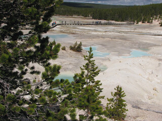 Yellowstone National Park grand view of the geyser basin through the pines over looking the basin and mountains. 