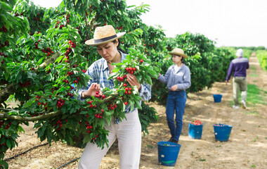 Asian female workers working at the farm during summer period