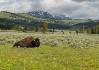 Lone buffalo lying in the prairie grass of Yellowstone National Park with the snow-capped Montana mountains in the background.