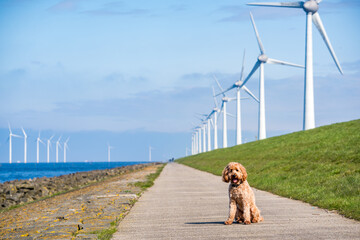 dog sitting in front of wind turbines park