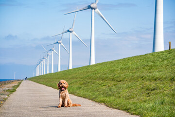 dog sitting in front of  wind turbines