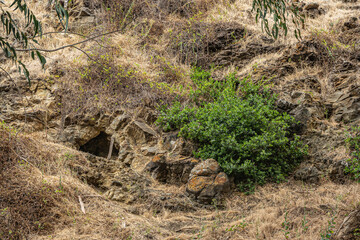 Santa Cruz Island, CA, USA - September 14, 2023: Natural cave formed under upper layer, well hidden behind rocks and screen of weeds. Green tree foliage  - Powered by Adobe