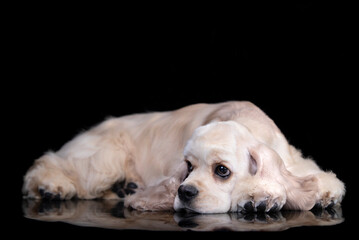 American cocker spaniel cream; fawn- white color, a pensive dog lies