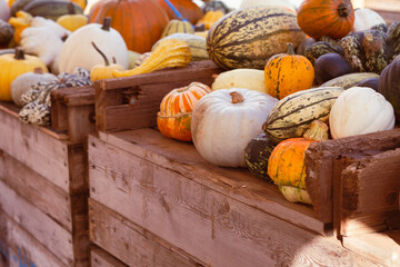 lots of orange pumkins on pumpkin farm
