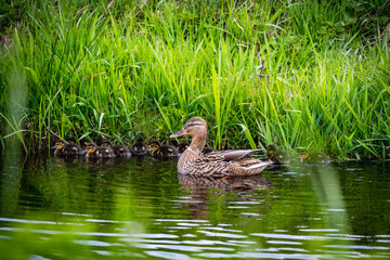 duck and ducklings on the lake 