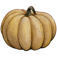 Watercolor hand drawn realistic pumpkin