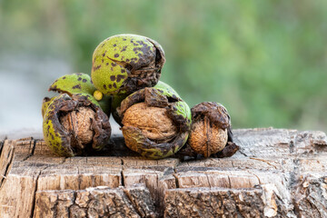 Ripe walnut in green skin.The concept of harvesting walnuts in autumn.
