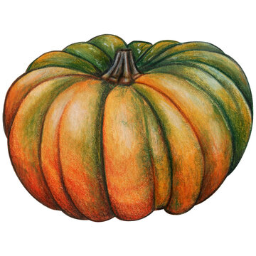 Watercolor hand drawn realistic pumpkin