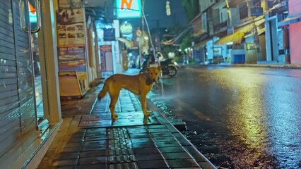 A stray dog in the rain, on the street at night. Abandoned dog, Asian street and homeless pet.