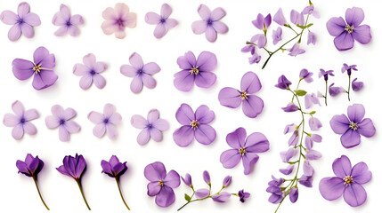Watercolor clipart set. Collection of lilac, violet, purple plants isolated on a white background...