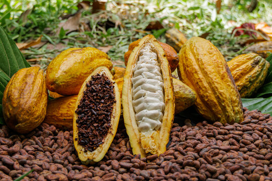 Mazorca de cacao con semillas