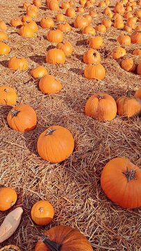 orange pumpkins on pumpkin farm ,autumn harvest in October,halloween symbol 