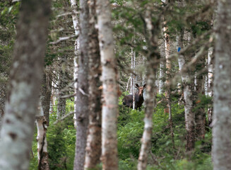 vue sur une forêt avec un orignal qui se cache au loin lors d'une journée d'été