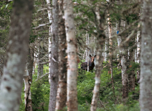 vue sur une for&ecirc;t avec un orignal qui se cache au loin lors d'une journ&eacute;e d'&eacute;t&eacute;