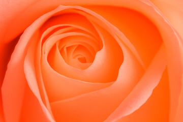 Orange zest rose - stock photo