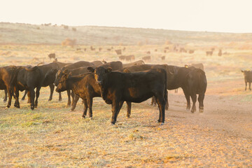 herd of young angus cows and heifers in pasture west texas