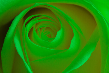 Lime green rose - stock photo