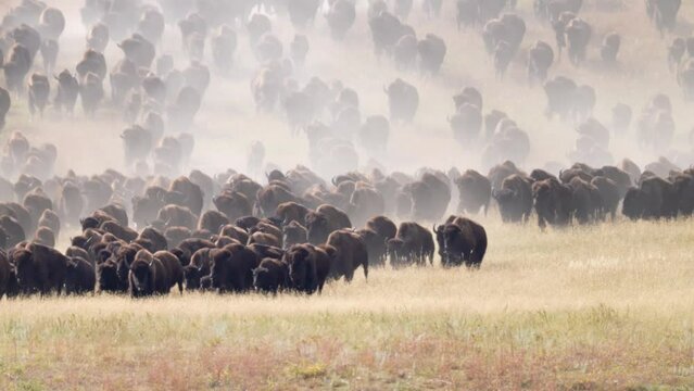 American Bison or Buffalo (Bison bison) herd stampede across a South Dakota prairie. Slow motion, 1/2 natural speed