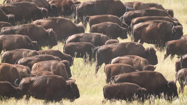 American Bison or Buffalo (Bison bison) herd migrating across a South Dakota prairie. Slow motion, 1/2 natural speed