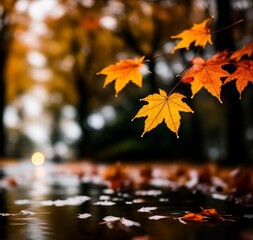 autumn leaves in rain, park landscape