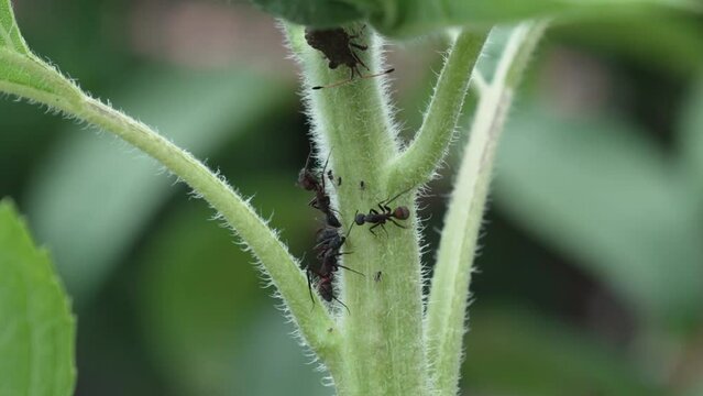 bichos hormigas girasol