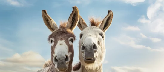 Gordijnen Two donkeys with cream colored fur smile happily © 2rogan
