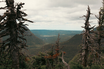 vue en hauteur sur des conifères en avant plan avec des montagnes en arrière plan en été