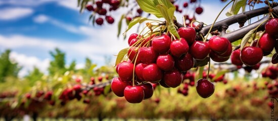 Early summer brings branches of red sweet cherry trees in the orchard With copyspace for text - obrazy, fototapety, plakaty