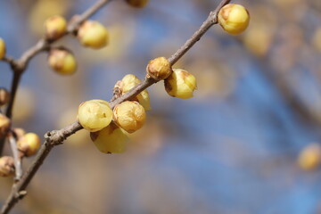 ふくらんだロウバイのつぼみ