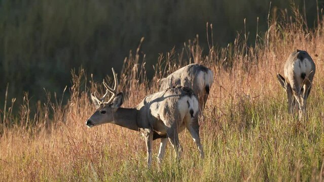 Mule deer (Odocoileus hemionus) is a deer indigenous to western North America. Buck with does at sunset, September in South Dakota. Slow motion, 1/2 natural speed.