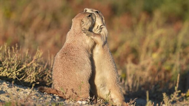 Black-tailed prairie dogs (Cynomys ludovicianus) hugging and kissing, social interaction on top the burrow mound. slow-motion, 1/2 natural speed