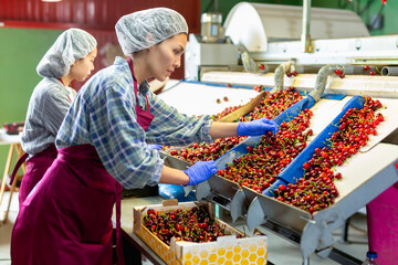 Group of women working on producing sorting line at fruit warehouse, preparing cherry for packaging