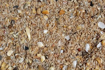 Close up textured background of shells on a beach