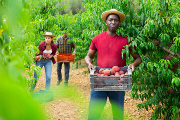 African-american man holding box full of peaches. His man and woman working in background.