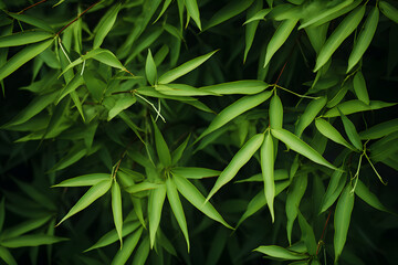 Fototapeta na wymiar Bambus - Hintergrund