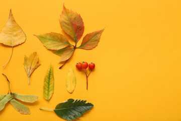 Beautiful autumn leaves on yellow background