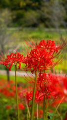 秋に咲く真っ赤な彼岸花