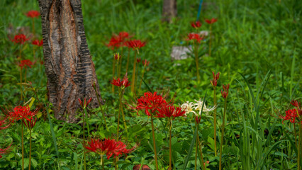 赤い彼岸花の中にひっそり咲く白い彼岸花