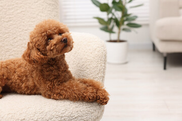 Cute Maltipoo dog resting on armchair at home, space for text. Lovely pet