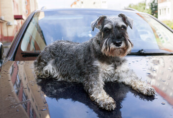 Miniature Schnauzer dog, Salt and Pepper color, lies on a car hood 
