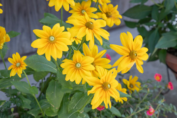 黄色いルドベキア