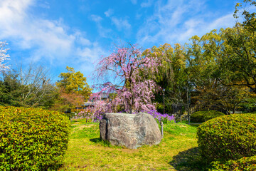Beautiful Weeping Sakura at Awataguchi Aokusu no Niwa Park  in Kyoto, Japan - obrazy, fototapety, plakaty