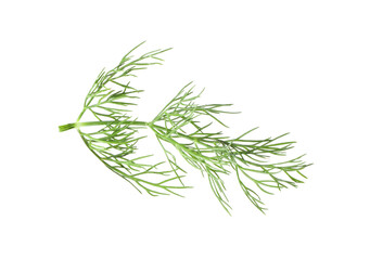 One sprig of fresh dill isolated on white