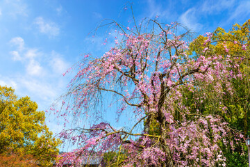 Beautiful Weeping Sakura at Awataguchi Aokusu no Niwa Park  in Kyoto, Japan - obrazy, fototapety, plakaty