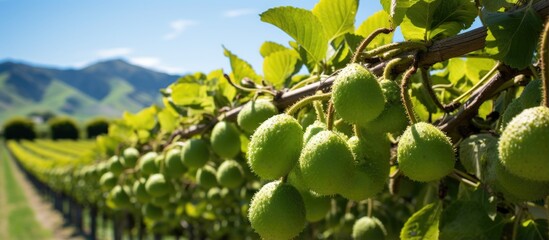 New Zealand s kiwi fruit farm With copyspace for text