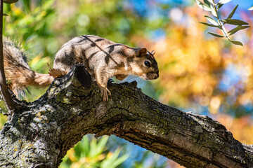 Squirrel Resting On Tree Branch in Summer