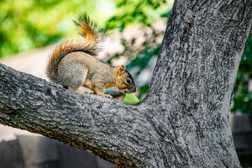 Squirrel Eating Nut On Tree Branch in Summer