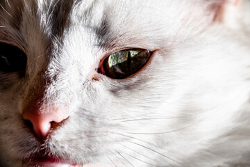Close Up on Eye of a White Cat